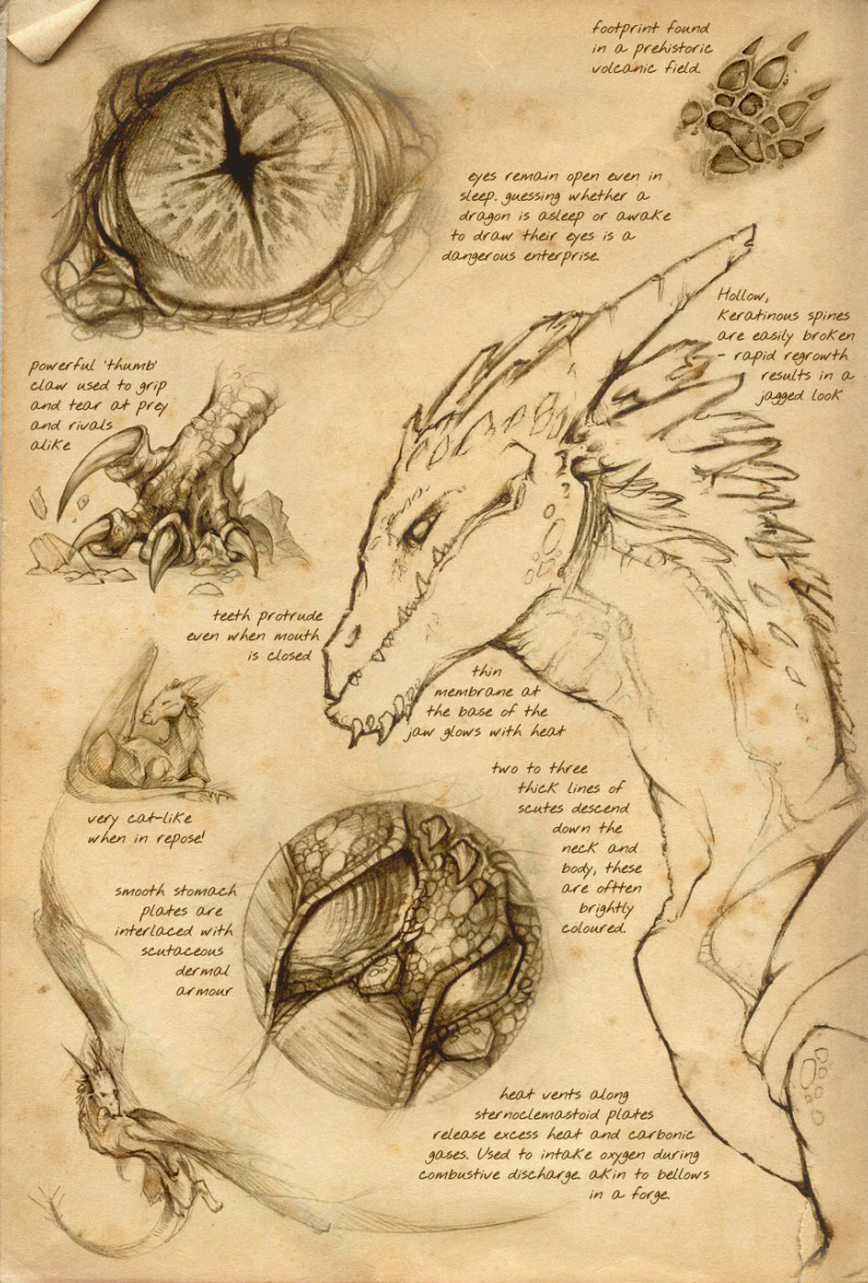 Dragon sketches on an antique page